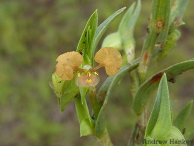 Commelina subulata, photographed by Andrew Hankey