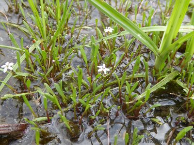 Limosella longiflora, photographed by Andrew Hankey