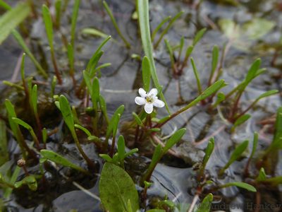 Limosella longiflora, photographed by Andrew Hankey
