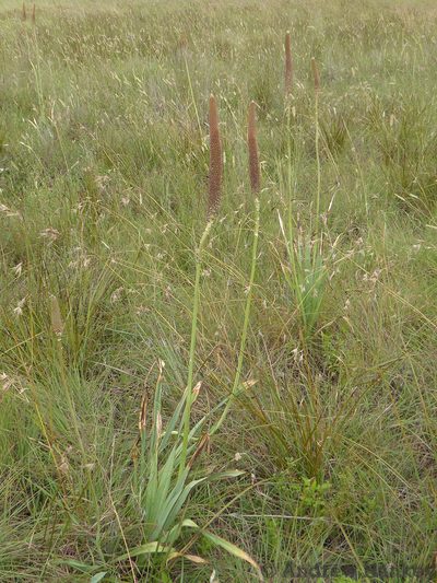 Kniphofia typhoides, photographed by Andrew Hankey
