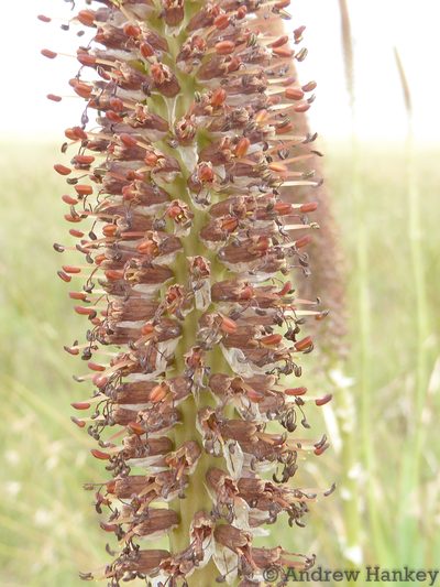 Kniphofia typhoides, photographed by Andrew Hankey