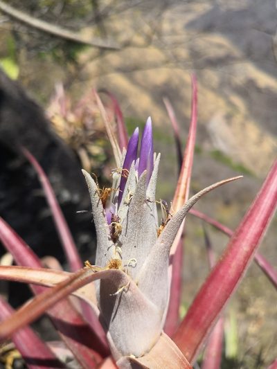 Tillandsia capitata, photographed by Ana Nuño