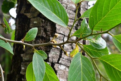 Annona cherimola, photographed by Neptalí Ramírez Marcial