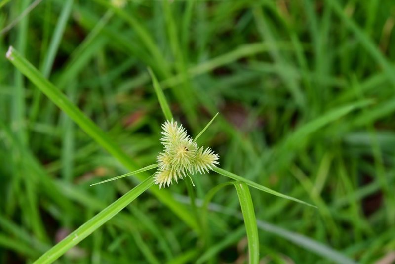 Cyperus svensonii, photographed by Neptalí Ramírez Marcial