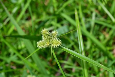 Cyperus svensonii, photographed by Neptalí Ramírez Marcial