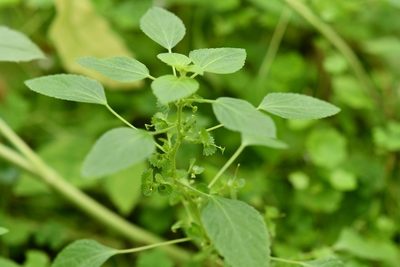Acalypha mexicana