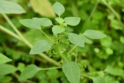 Acalypha mexicana, photographed by Neptalí Ramírez Marcial