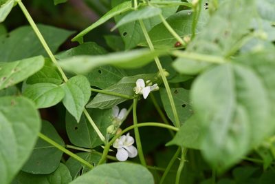 Phaseolus vulgaris, photographed by Neptalí Ramírez Marcial