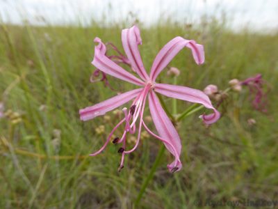 Nerine krigei, photographed by Andrew Hankey
