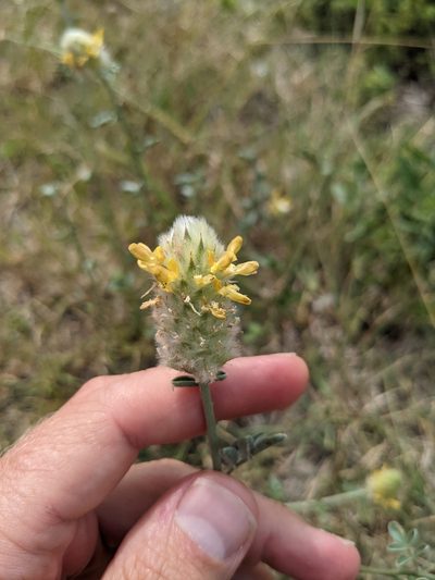Dalea ceciliana, photographed by Cleveland Powell