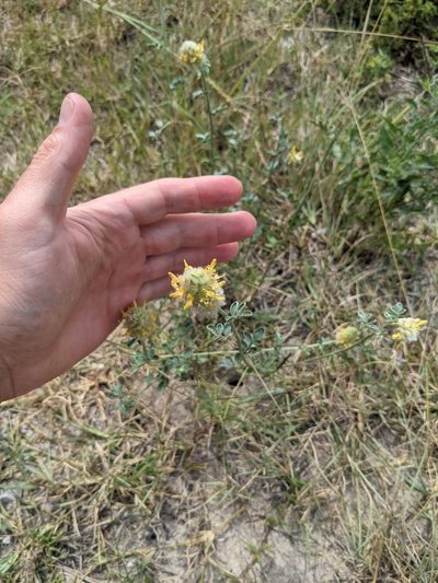 Dalea ceciliana, photographed by Cleveland Powell