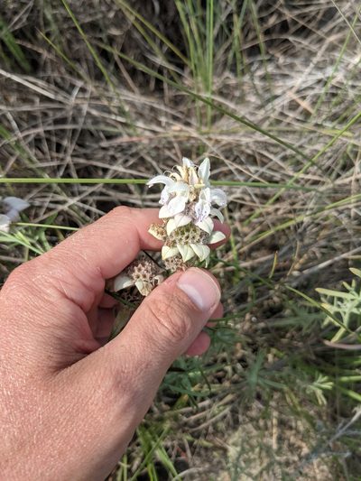 Monarda fruticulosa, photographed by Cleveland Powell