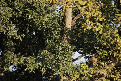 Ficus sycomorus, photographed by Tony Rebelo