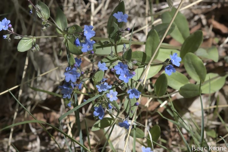 Mertensia brevistyla, photographed by Isaac Krone