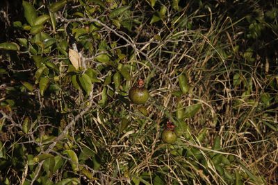 Oncoba spinosa, photographed by Tony Rebelo