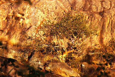 Ficus glumosa, photographed by Tony Rebelo