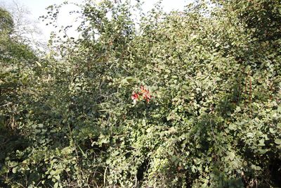 Bauhinia galpinii, photographed by Tony Rebelo