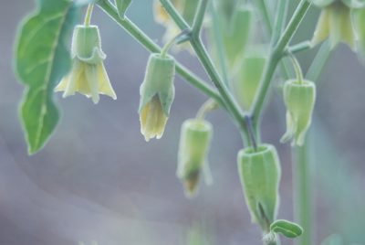 Physalis fendleri, photographed by Loren Cassin Sackett