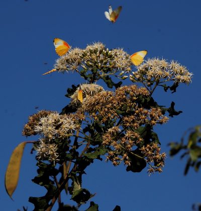 Gymnanthemum coloratum, photographed by Tony Rebelo