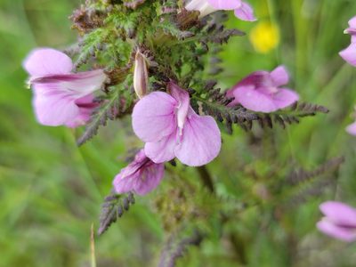 Pedicularis palustris, photographed by Elias