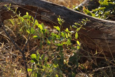 Gymnosporia senegalensis, photographed by Tony Rebelo