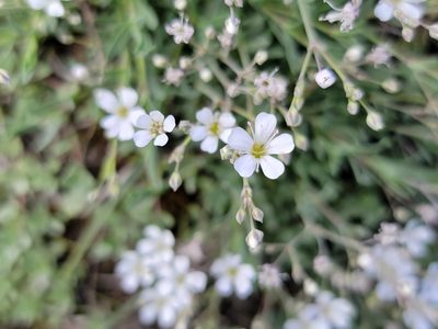 Gypsophila repens, photographed by Elias