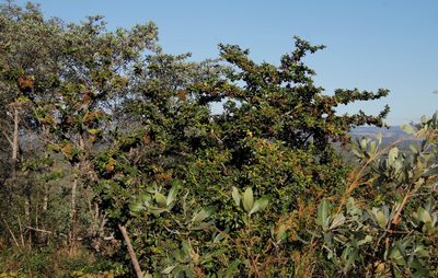 Antidesma venosum, photographed by Tony Rebelo
