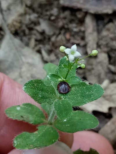 Galium scabrum, photographed by Karim Haddad