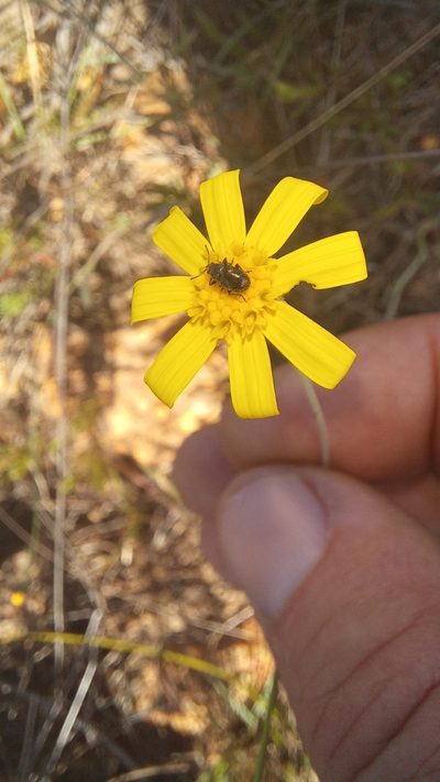 Othonna multicaulis, photographed by kevin koen