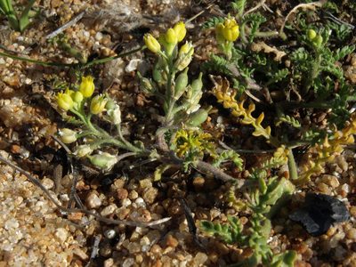 Rorippa subumbellata, photographed by Jim Morefield