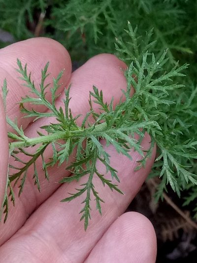 Achillea ligustica, photographed by Karim Haddad