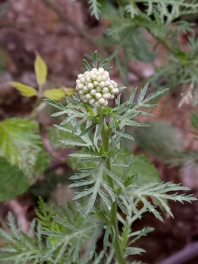 Achillea ligustica, photographed by Karim Haddad