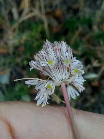 Allium antiatlanticum, photographed by Karim Haddad