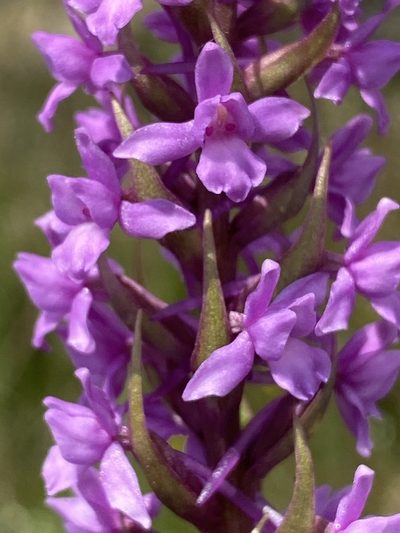 Gymnadenia borealis, photographed by Terry Instone