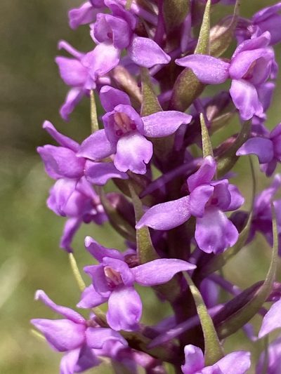Gymnadenia borealis, photographed by Terry Instone