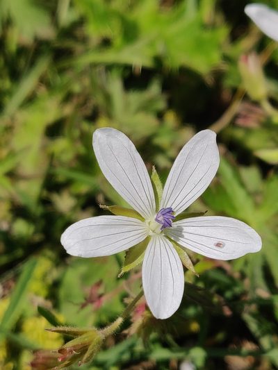Geranium asphodeloides, photographed by Nicola Faulks