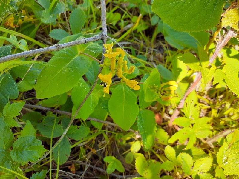 Lonicera hirsuta, photographed by Lauren Chronister