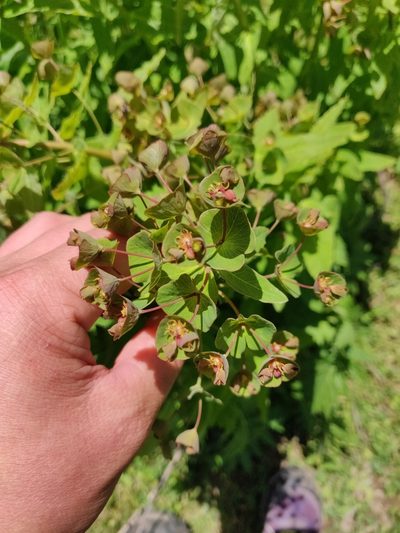 Euphorbia oblongifolia, photographed by Nicola Faulks