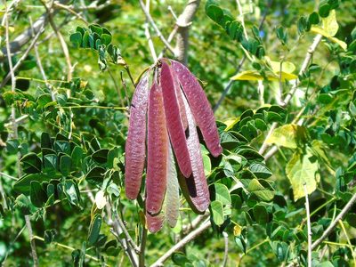 Leucaena lanceolata, photographed by Francisco Farriols Sarabia