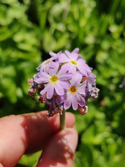 Primula algida, photographed by Nicola Faulks