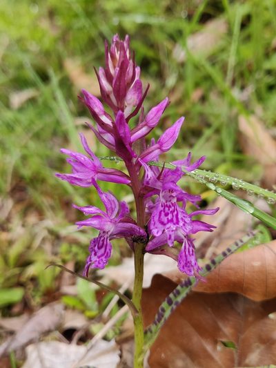 Dactylorhiza urvilleana, photographed by Nicola Faulks