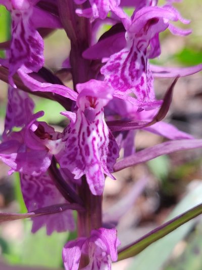 Dactylorhiza urvilleana, photographed by Nicola Faulks