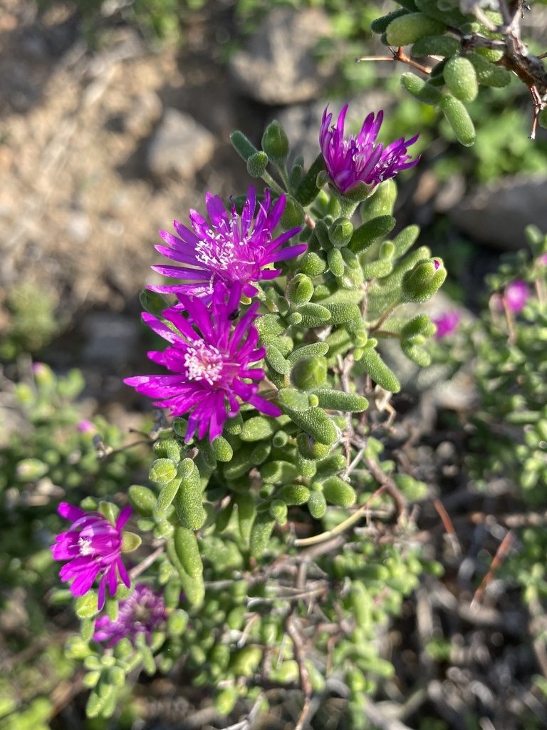 Drosanthemum duplessiae, photographed by Dave U