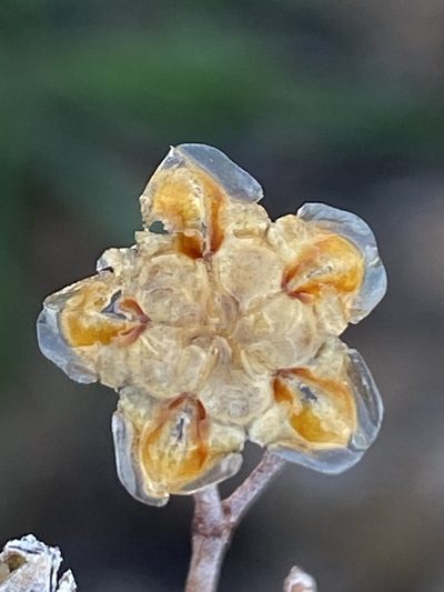 Drosanthemum duplessiae, photographed by Dave U