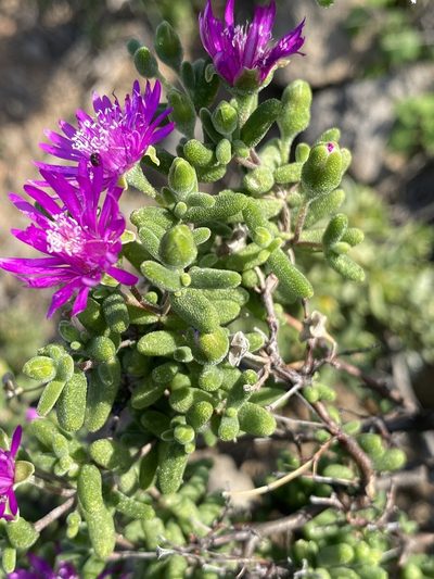 Drosanthemum duplessiae, photographed by Dave U