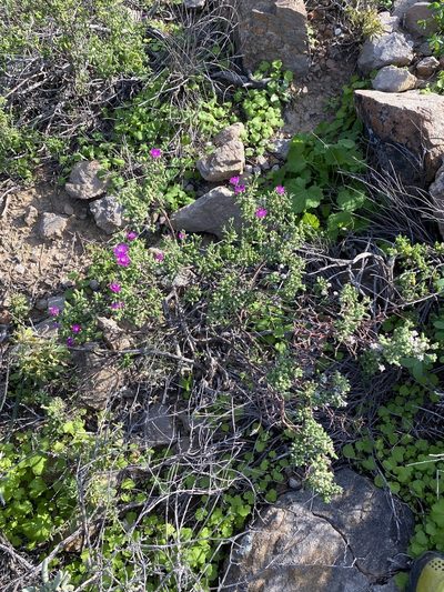 Drosanthemum duplessiae, photographed by Dave U