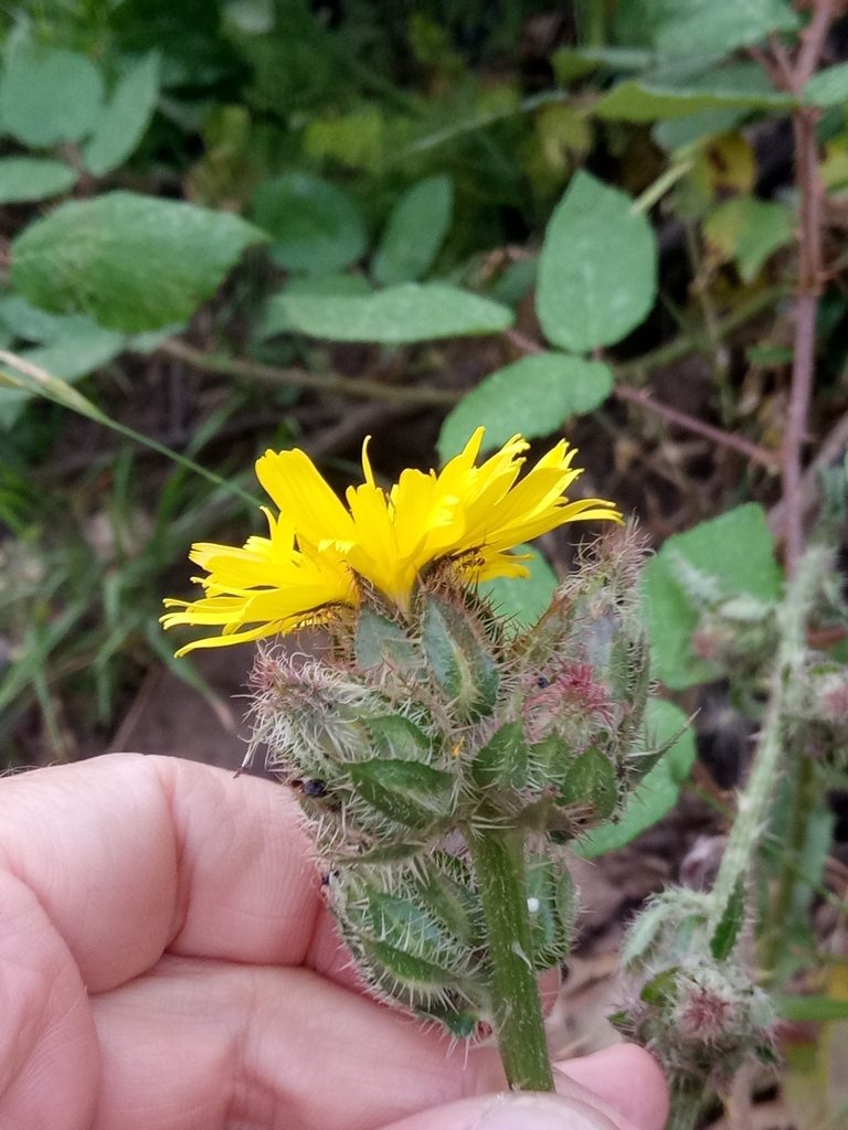 Helminthotheca glomerata, photographed by Karim Haddad