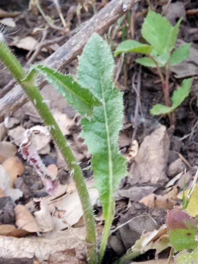 Helminthotheca glomerata, photographed by Karim Haddad