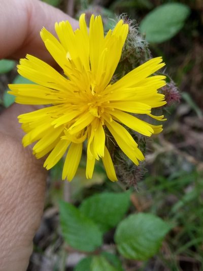 Helminthotheca glomerata, photographed by Karim Haddad