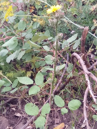 Helminthotheca glomerata, photographed by Karim Haddad